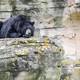Un-cocained bear